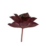 dekorsende Yapay Mini Echeveria Sukulent Bordo 8 cm