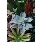 dekorsende Yapay Mini Etli Echeveria Sukulent Açık Yeşil 12 cm