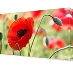 DekorSevgisi - Gelincik Canvas Tablo - 60x40