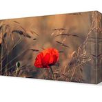 DekorSevgisi - Gelincik5 Tablosu - 75x50