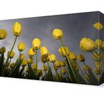 DekorSevgisi - Sarı Laleler Tablosu - 75x50
