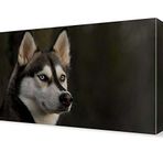 DekorSevgisi - Sibirya Kurdu Canvas Tablo - 60x40