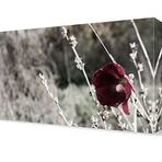 DekorSevgisi - Siyah Beyaz Gelincik Tablosu - 75x50