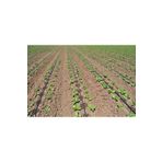 Delikli Yassı Damlama Sulama Borusu 16' Lık 20 Cm Delikli Saatte 2,2 Lt 1 Top (2500 Metre)