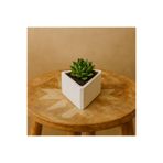 DemCey Home Taş Kase Üçgen Saksı Çok Amaçlı Dekoratif Obje Beyaz 5 x 9