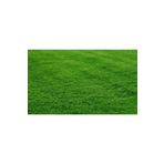 Demirler Tarım Bermuda Çim Grass Tohumu (kurak Ve Susuz Alanlara Özel) 100 Gr