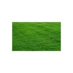 Demirler Tarım Bermuda Grass Çimi Tohumu (kurak Ve Susuz Alanlara Özel) 250 Gr