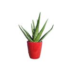 Deneme Zamanı Toru Bahçe Aloe Vera Bitkisi-jel Için Orta Boy Doğal Krem Şifalı