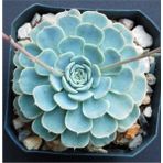 Dev Boy Xxl Echeveria Glauca Aşkın Gözyaşı Sukulent Bitki