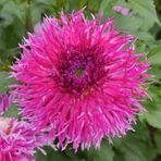 Dev Çiçekli Dentelle D Forestier Dahlia Yıldız Çiçeği Soğanı Yum