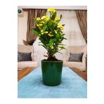Dev Dikenler Tacı Çiçekçiği Milli Çiçeği Euphorbia Milli, TYBJBEXEJH392Y8F88