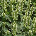 Dev Meksida Beyazı Hyssop Çiçeği Tohumu(50 tohum)
