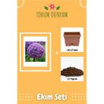 Dev Mor Allium Çiçeği Tohumu Ekim Seti