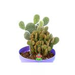 Dev Tavşan Kaktüs Opuntia Microdasys Ve Rufida--Bir Saksıda İki Tür Opuntia 14 Cm Saksıda