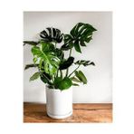 Deve Tabanı Bitkisi 90 110 cm Monstera Deliciosa Ev Bitkisi Ofis Bitkisi Salon Bitkisi