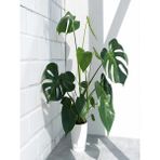 Deve Tabanı Bitkisi - Monstera Deliciosa-Ithal 35-50 cm Dolgun Formlu Iç Mekan