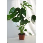 Deve Tabanı Büyük Boy Monstera Deliciosa 2