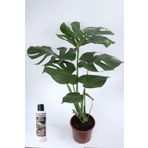 Deve Tabanı Çiçeği Besin Hediyeli Monstera Deliciosa, TYB2ZTJS7YNE9S5534