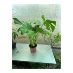 Deve Tabanı Monstera Deliciosa 60-80 Cm Boyunda Özel Kutulu