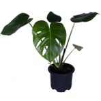 Deve Tabanı - Monstera Deliciosa - Bitki Boyu 30-40 Cm