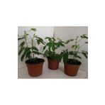deysi flowers Küstüm Çiçeği