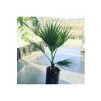 DH STORE 2 Adet Tüplü Bodur Palmiye Fidanı 2 Yaş 60-80cm Boy