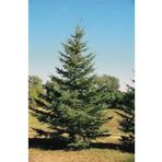 DH STORE 4 Adet Yeşil Ladin Çam Fidanı ( Tüplü) 50-60-70- Cm (4 ADET)