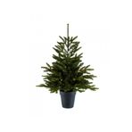 DH STORE Köknar Çam Fidanı 60-80 cm