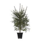 DH STORE Ladin Çam Fidanı -50-90 Cm (TÜPLÜ)
