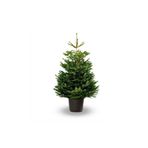 DH STORE Toros Göknar Köknar Çam Fidanı 4 Yaş 40-60 cm Abies Cilicica