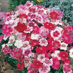 Dianthus Heddewigii Baby Doll Karanfil Çiçeği Tohumu(100 Adet)