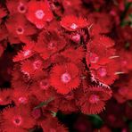Dianthus Heddewigii Bravo Karanfil Çiçeği Tohumu (100 Adet)