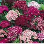 Dianthus Heddewigii Gaiety Katmerli İri Karanfil Çiçeği Tohumu(100 Adet)