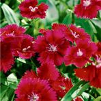 Dianthus Heddewigii Red Karanfil Çiçeği Tohumu (100 adet)