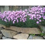 Dianthus Kır Pembesi Çiçeği Tohumu(50 adet)