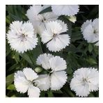Dianthus Superbus Beyaz Bol Kokulu Karanfil Çiçeği Tohumu(100 adet)
