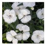Dianthus Superbus Beyaz Renkli Kokulu Karanfil Çiçeği Tohumu (100 adet)