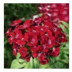 Dianthus Superbus Kırmızı Bol Kokulu Karanfil Çiçeği Tohumu(100 adet)