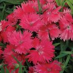 Dianthus Superbus Red Bol Kokulu Karanfil Çiçeği Tohumu(100 Adet)