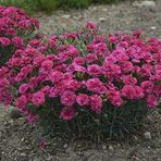 Dianthus Superbus Rose Bol Kokulu Karanfil Çiçeği Tohumu(100 Adet)