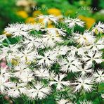 Dianthus Superbus White Bol Kokulu Karanfil Çiçeği Tohumu(100 Adet)