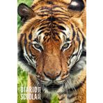 Diario Scuola 2025 2026: Tigre - Per Studente, Elementari, Primaria, Media, Superiori | Ragazzo, Ragazza, Adolescente | da Settembre 2025 ad Agosto 2026