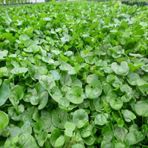 Dichondra Repens Fare Kulağı Çim Tohumu 100 G