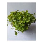 Dichondra Repens Fare Kulağı Kundura Çimi Fidanı 10-15CM Saksılı