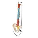 Didaktik Omurga Ve Kalça (pelvisli Vertebra) Modeli 75 Cm