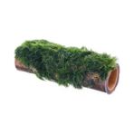Die Grup Bambu Canlı Bitki, Marimo Moss, Doğal Dekor