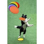 Die Grup Dayanıklı Silikon Frizbi Köpek Oyuncağı 17.5 cm - Esnek ve Güvenli - Çok Renkli