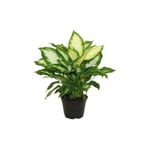 Dieffenbachia Camilia Bitkisi 40 Cm Ev Bitkisi Ofis Bitkisi Salon Bitkisi, BTS05032025BYB14