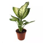 Dieffenbachia Camille (Difenbahya Çiçeği)