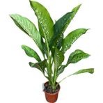Dieffenbachia 'crocodile' (Difenbahya Çiçeği)